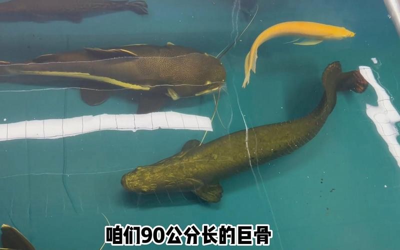 龍須貓魚與其他什么魚混養比較合適？ 龍須貓魚與其他什么魚混養比較合適？ 龍魚百科 第9張