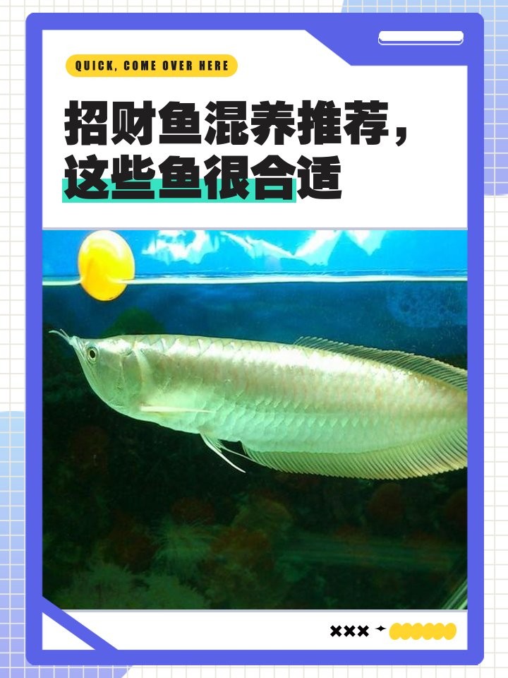 龍須貓魚與其他什么魚混養比較合適？ 龍須貓魚與其他什么魚混養比較合適？ 龍魚百科 第8張