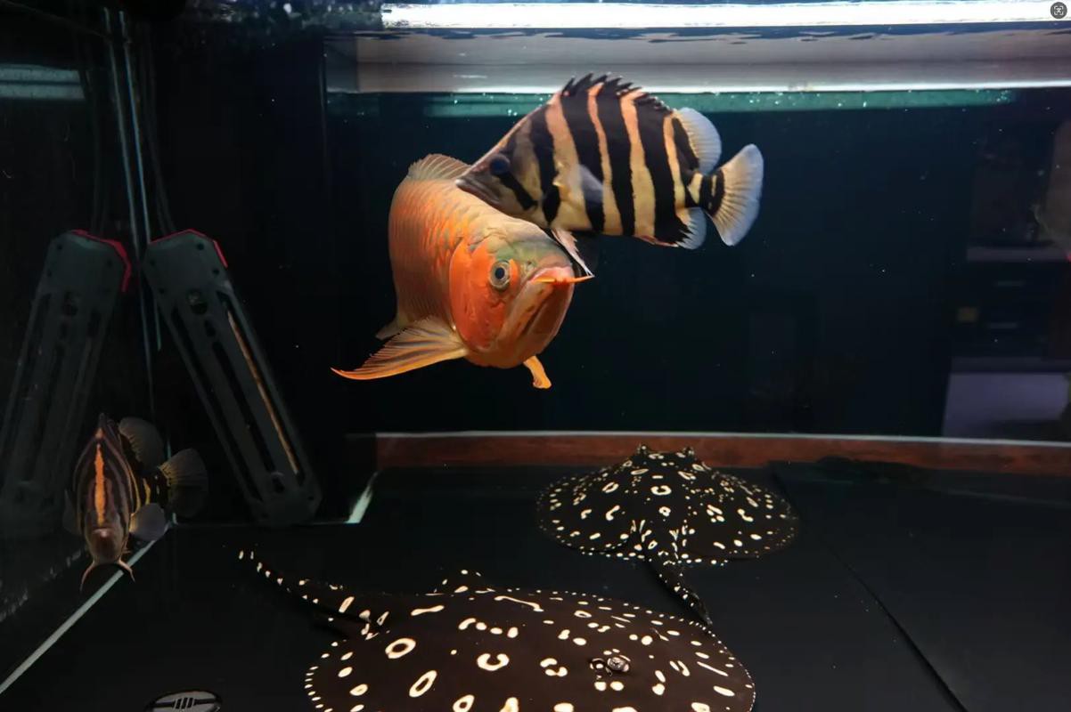 超血紅龍魚的特點及圖片