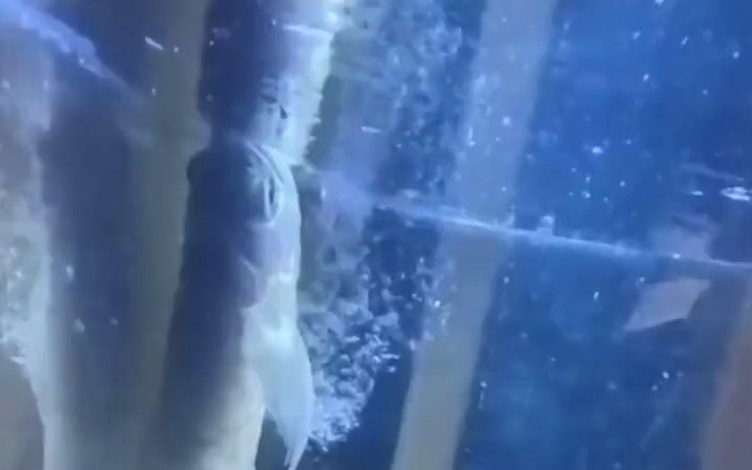 星點龍魚和銀龍魚哪個更聰明 星點龍魚和銀龍魚哪個更聰明 龍魚百科 第5張