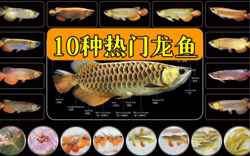 哪種24K金龍魚最稀有？ 哪種24K金龍魚最稀有？ 龍魚百科 第5張
