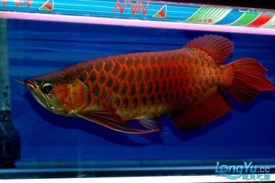 龍魚鑒賞要點(diǎn)總結(jié)與反思