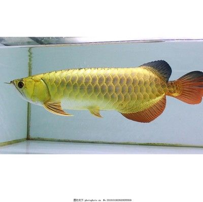 金金龍魚(yú)素材圖片：金金龍魚(yú)圖片