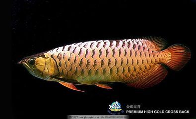 金金龍魚(yú)素材圖片：金金龍魚(yú)圖片