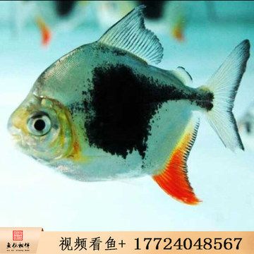 龍魚魚友群：龍魚魚友群交流平臺