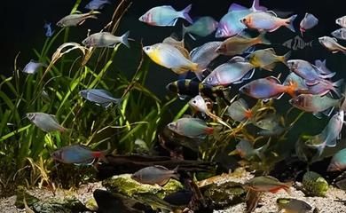 龍魚魚友群：龍魚魚友群交流平臺