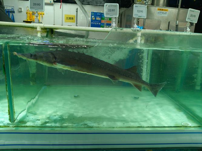 南寧鱘龍魚多少錢一斤