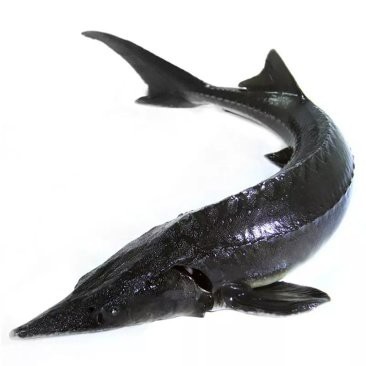 南寧鱘龍魚多少錢一斤