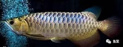 金龍魚幼魚怎么挑選圖解,金龍魚幼魚挑選圖解 龍魚百科 第5張 金龍魚幼魚怎么挑選圖解,金龍魚幼魚挑選圖解 金龍魚幼魚怎么挑選圖解,金龍魚幼魚挑選圖解 龍魚百科 第5張