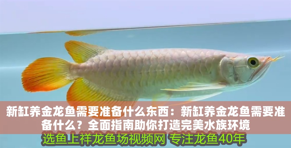 新缸養金龍魚需要準備什么東西：新缸養金龍魚需要準備什么？全面指南助你打造完美水族環境