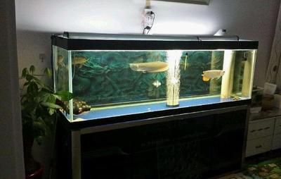 60方缸能養龍魚嗎：60厘米的魚缸并不適合養龍魚，飼養龍魚的建議首先考慮一下