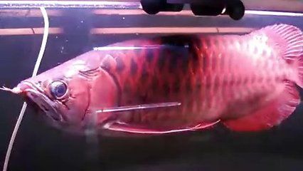 龍魚萬吉是什么意思（萬吉紅龍魚指的是紅龍魚的亞種，具體含義可能因地區和個人不同而有所差異）