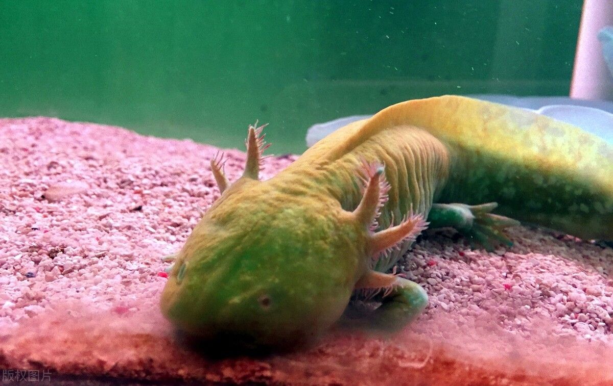 六角恐龍魚好養嗎？能活多久（六角恐龍魚的壽命在適宜條件下可以達到10-15年） 六角恐龍魚好養嗎？能活多久（六角恐龍魚的壽命在適宜條件下可以達到10-15年） 龍魚百科 第3張