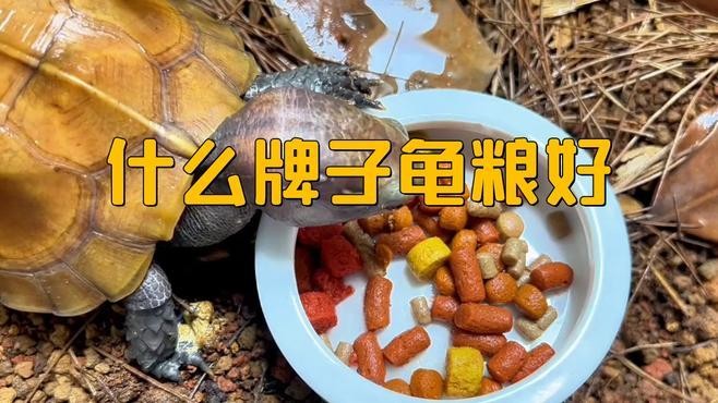 龍龜糧哪個品牌最好