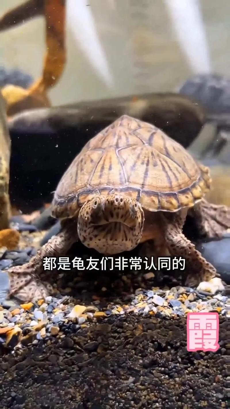 龍龜糧哪個品牌最好