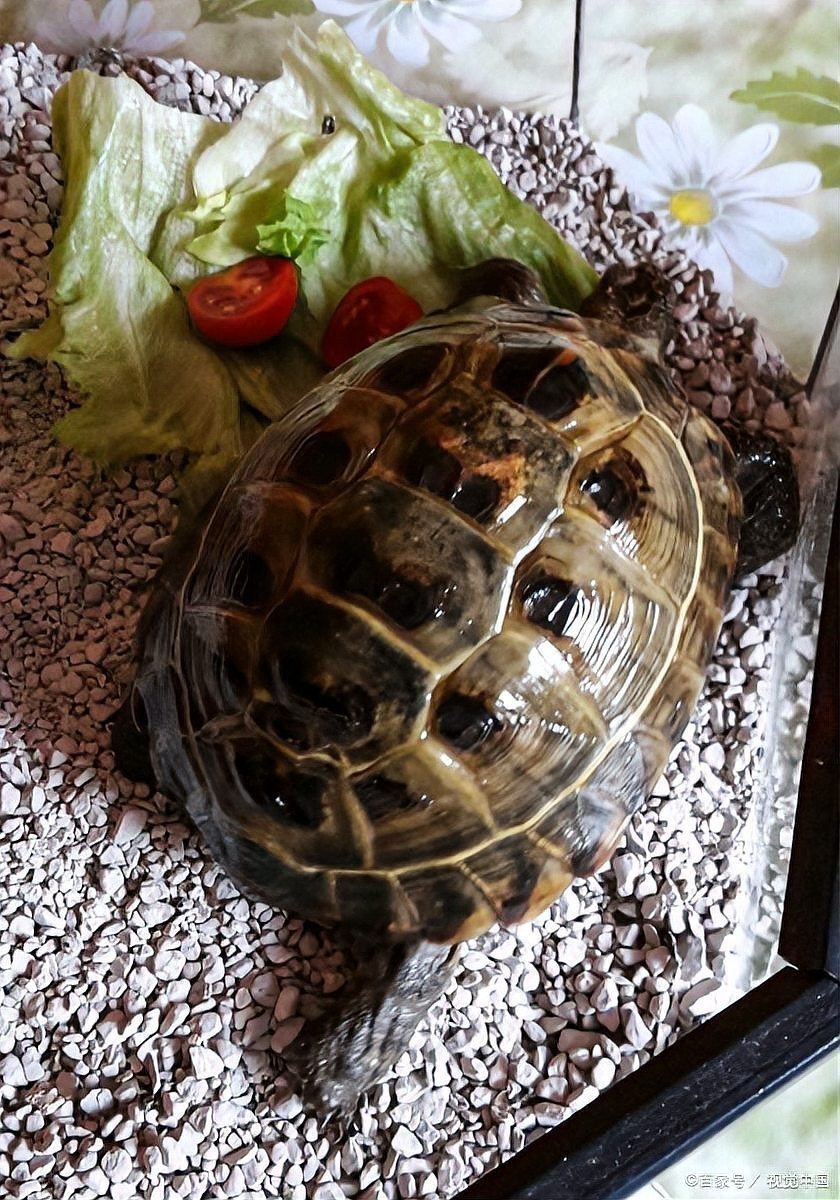 龍龜糧哪個品牌最好