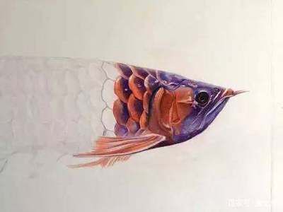 龍魚繪畫，龍魚畫作欣賞與模仿， 龍魚繪畫，龍魚畫作欣賞與模仿， 龍魚百科 第1張