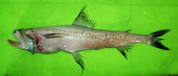 龍魚吃到嘴里又吐出來會死嗎：龍魚吃到嘴里又吐出來會死嗎龍魚吃到嘴里又吐出來會死嗎