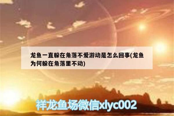 紅龍魚為什么不游停在上面（紅龍魚不游動可能由多種因素引起紅龍魚不游動可能由多種因素引起） 紅龍魚為什么不游停在上面（紅龍魚不游動可能由多種因素引起紅龍魚不游動可能由多種因素引起） 龍魚百科 第4張