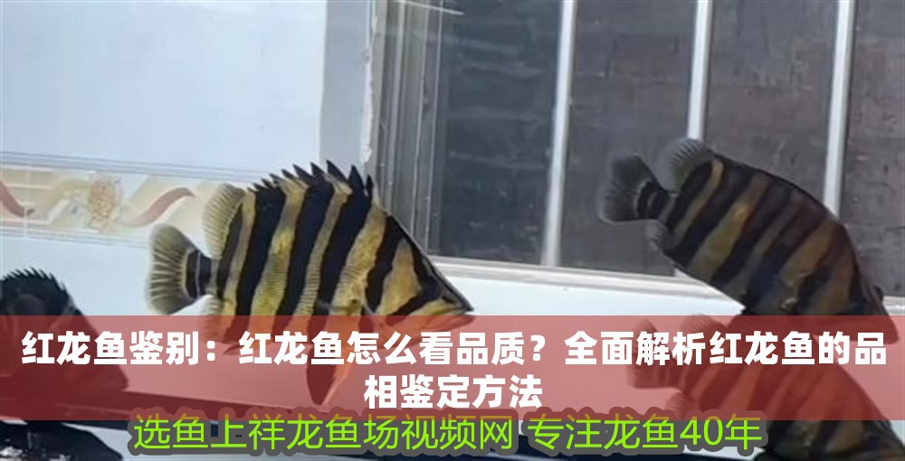 紅龍魚鑒別：紅龍魚怎么看品質？全面解析紅龍魚的品相鑒定方法