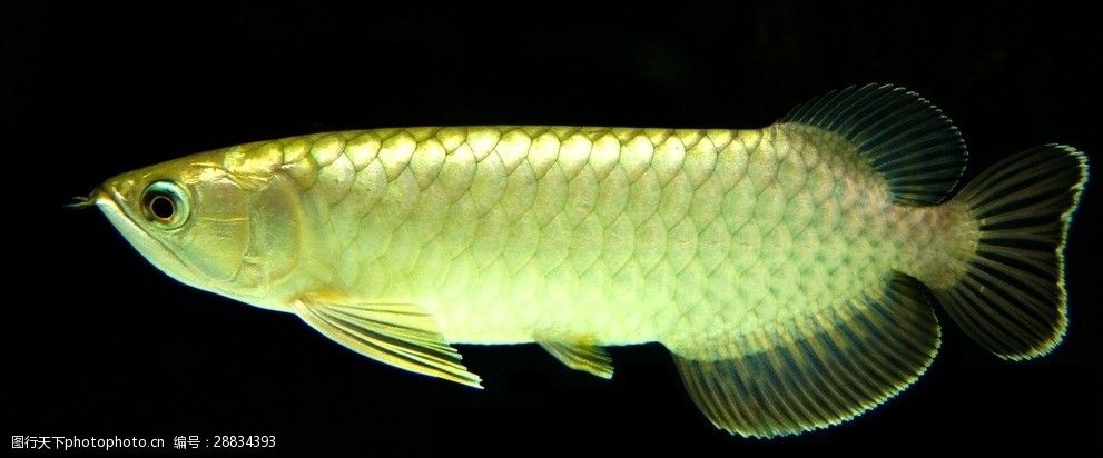 鉛筆畫金龍魚的步驟和注意事項：金龍魚鉛筆畫教程 鉛筆畫金龍魚的步驟和注意事項：金龍魚鉛筆畫教程 龍魚百科 第2張