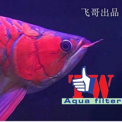 養龍魚水質ph值標準：養龍魚時水質ph值的標準是6.5-7.5-7.5 養龍魚水質ph值標準：養龍魚時水質ph值的標準是6.5-7.5-7.5 龍魚百科 第2張
