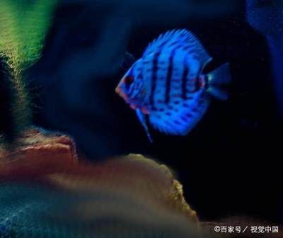 養龍魚水質ph值標準：養龍魚時水質ph值的標準是6.5-7.5-7.5 養龍魚水質ph值標準：養龍魚時水質ph值的標準是6.5-7.5-7.5 龍魚百科 第3張