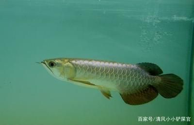 養龍魚水質ph值標準：養龍魚時水質ph值的標準是6.5-7.5-7.5 養龍魚水質ph值標準：養龍魚時水質ph值的標準是6.5-7.5-7.5 龍魚百科 第1張
