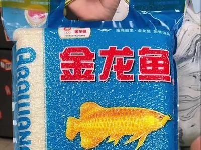 金龍魚趴在魚缸底部是怎么回事？：金龍魚為什么會趴缸
