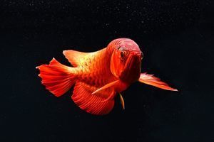 一千萬的金龍魚：1.5公斤的金龍魚可以賣到18萬元，比黃金還貴