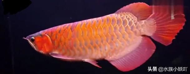 一千萬的金龍魚：1.5公斤的金龍魚可以賣到18萬元，比黃金還貴