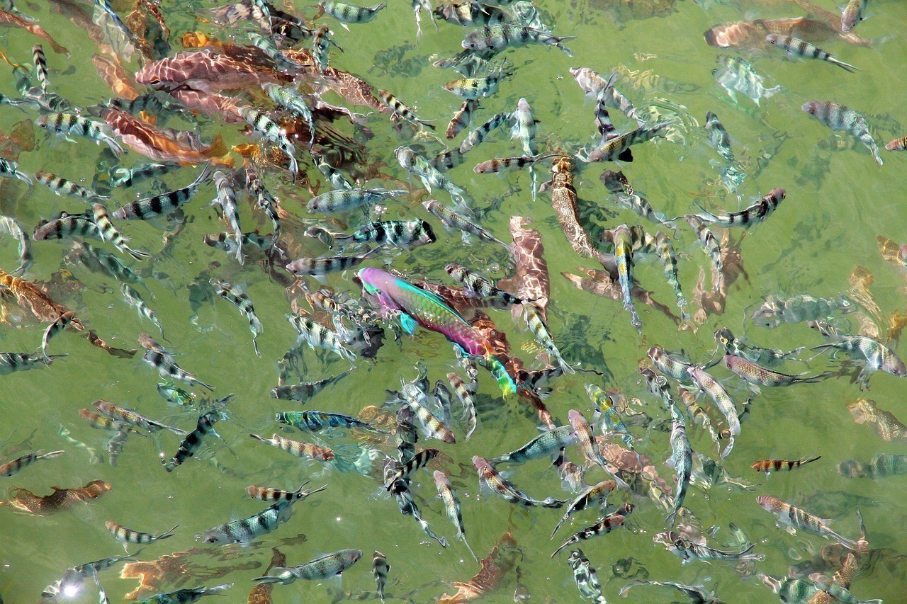 琿春市色彩繽紛花鳥魚店 琿春市色彩繽紛花鳥魚店 全國水族館企業名錄 第1張