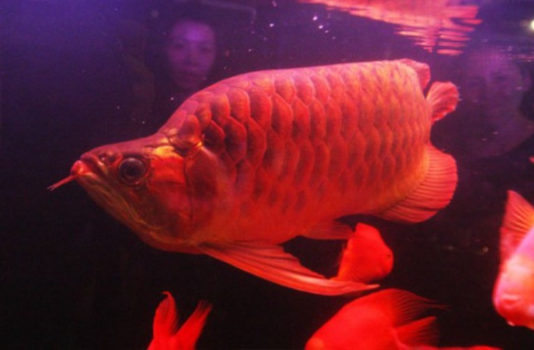 如何判斷紅龍魚和金頭過背的年齡？ 如何判斷紅龍魚和金頭過背的年齡？ 龍魚百科 第8張