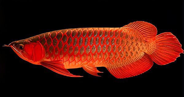 如何判斷紅龍魚和金頭過背的年齡？ 如何判斷紅龍魚和金頭過背的年齡？ 龍魚百科 第4張