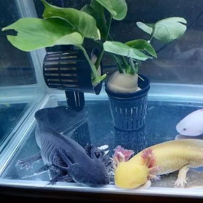 石河子市藍色海洋水族店