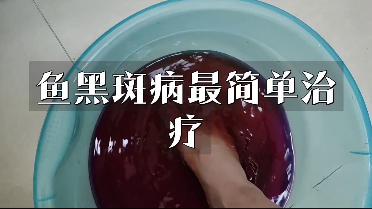 雷龍魚身上黑點怎么治