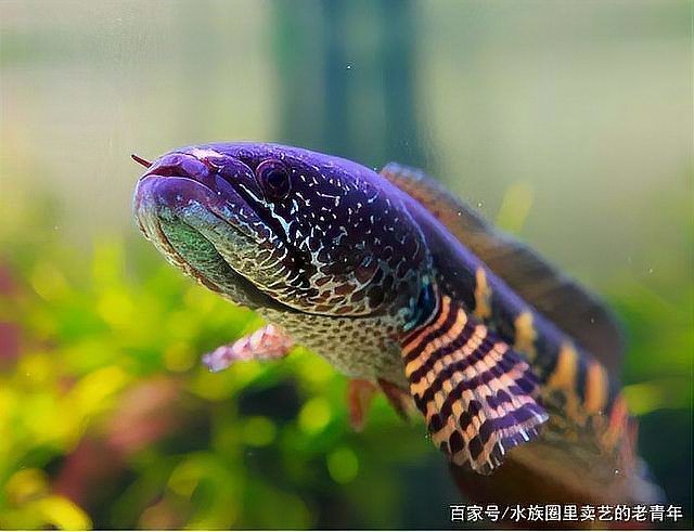 雷龍魚身上黑點怎么治