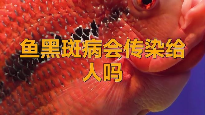 雷龍魚身上黑點怎么治