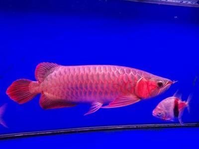 賽級龍魚市場價格表
