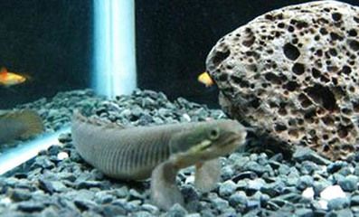 六角恐龍魚水深多少合適：六角恐龍魚水深的詳細信息：適宜的水深一般在30厘米之間