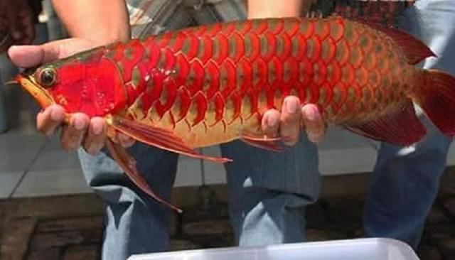 血龍魚多少錢一條圖片