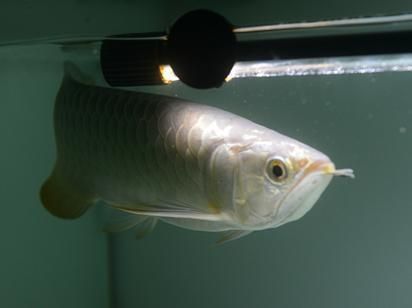 龍魚缸水質標準是什么（龍魚缸水質標準）