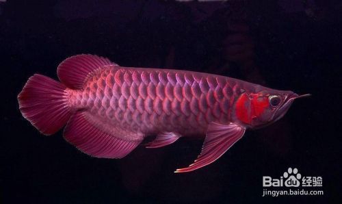 龍魚缸水質標準是什么（龍魚缸水質標準）