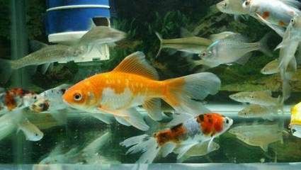 挑選龍魚的五大要點：挑選龍魚時需要考慮多個方面的因素