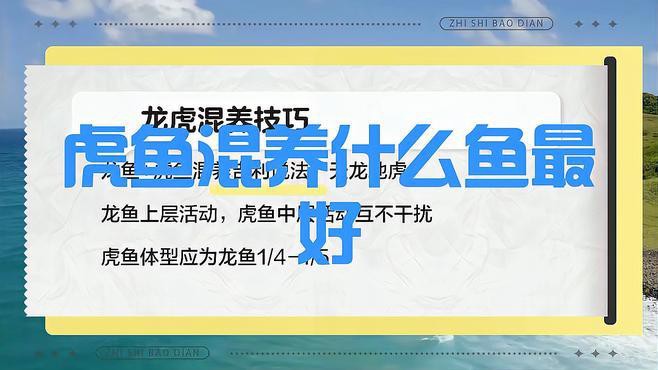 虎紋恐龍魚能和什么魚混養(yǎng)一起養(yǎng)殖
