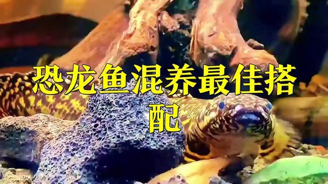 虎紋恐龍魚能和什么魚混養(yǎng)一起養(yǎng)殖