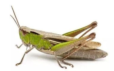 螞蚱能喂龍魚嗎：螞蚱可以作為龍魚的食物來源嗎？