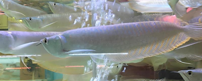 銀龍魚咬魚缸怎么辦