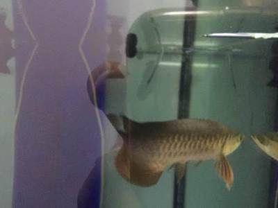 金龍魚幼年體（關于金龍魚幼體的一些詳細信息）