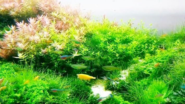 臨清市八岔路鎮(zhèn)愛尚水族花卉（臨清市八岔路鎮(zhèn)愛尚水族花卉店） 臨清市八岔路鎮(zhèn)愛尚水族花卉（臨清市八岔路鎮(zhèn)愛尚水族花卉店） 全國水族館企業(yè)名錄